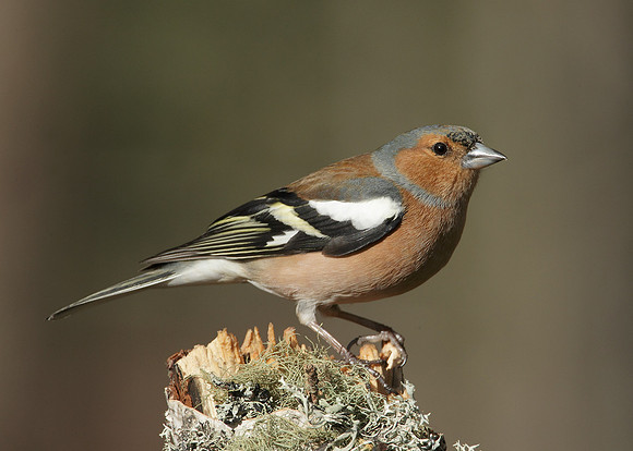 Chaffinch Fringilla coelebs