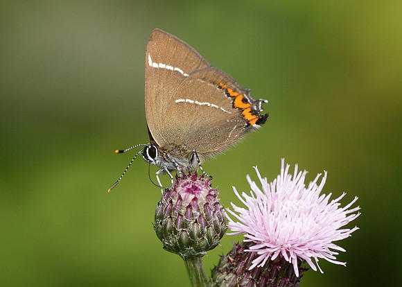 White-letter Hairstreak Satyrium w-album