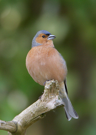Chaffinch Fringilla coelebs