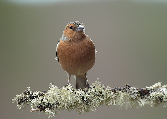 Chaffinch Fringilla coelebs