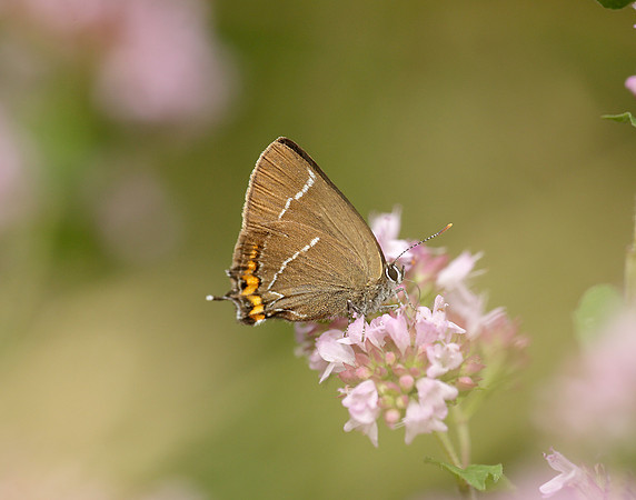 White-letter Hairstreak Satyrium w-album