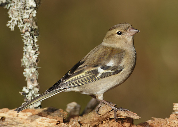Chaffinch Fringilla coelebs