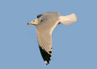 Ring-billed Gull Southend Dec 2008