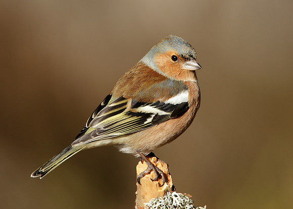 Chaffinch Fringilla coelebs