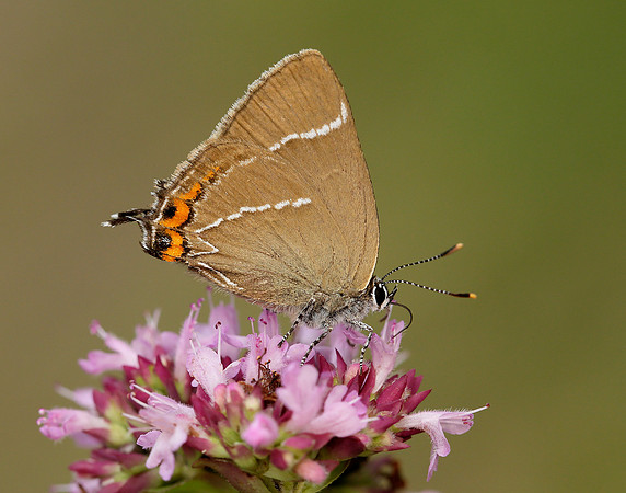 White-letter Hairstreak Satyrium w-album