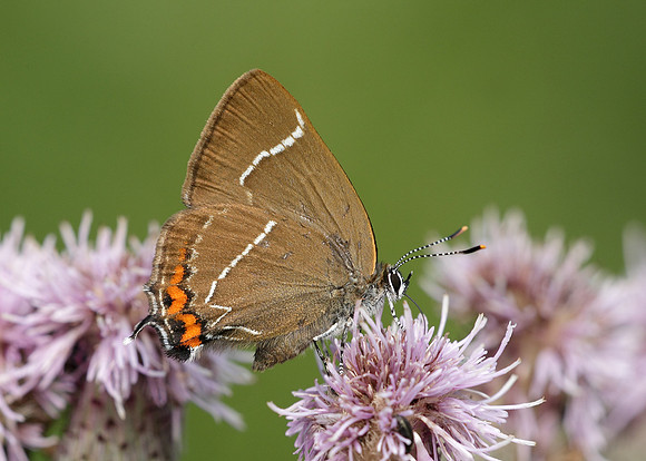 White-letter Hairstreak Satyrium w-album