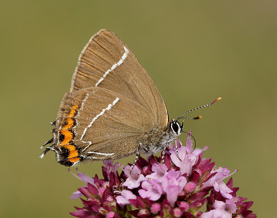 White-letter Hairstreak Satyrium w-album