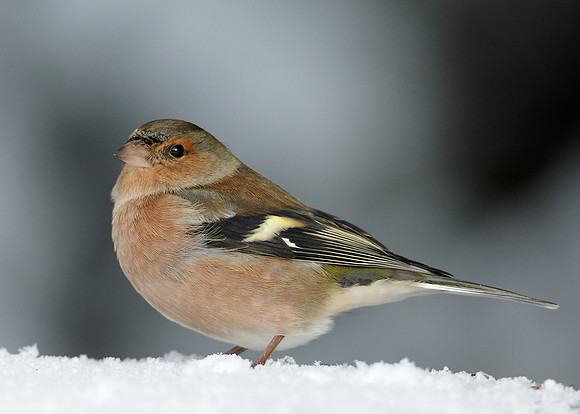 Chaffinch Fringilla coelebs