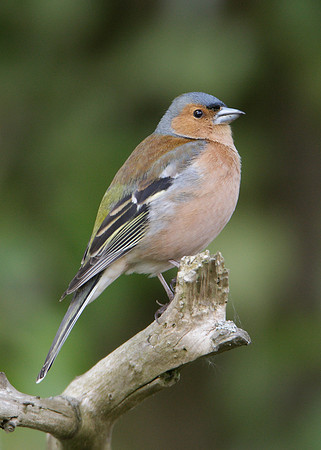 Chaffinch Fringilla coelebs