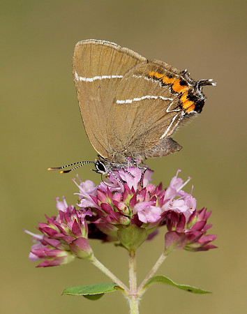 White-letter Hairstreak Satyrium w-album