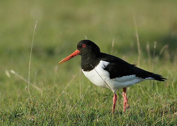 Oystercatcher Haematopus ostralegus