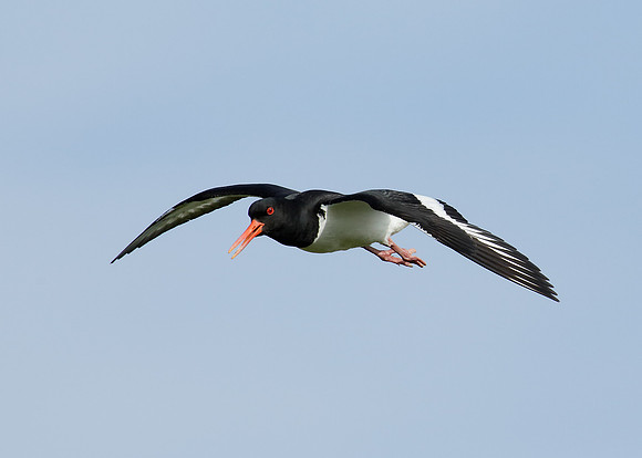 Oystercatcher Haematopus ostralegus