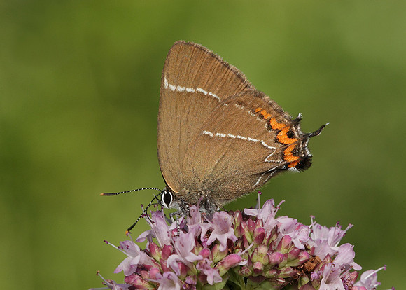 White-letter Hairstreak Satyrium w-album