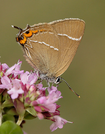 White-letter Hairstreak Satyrium w-album