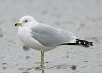 Ring-billed Gull Larus delawarensis