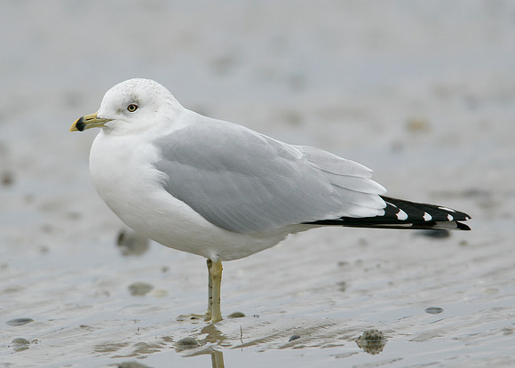 Ring-billed Gull Larus delawarensis