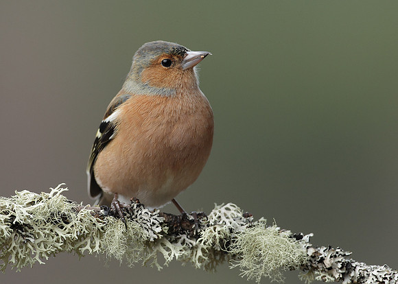 Chaffinch Fringilla coelebs