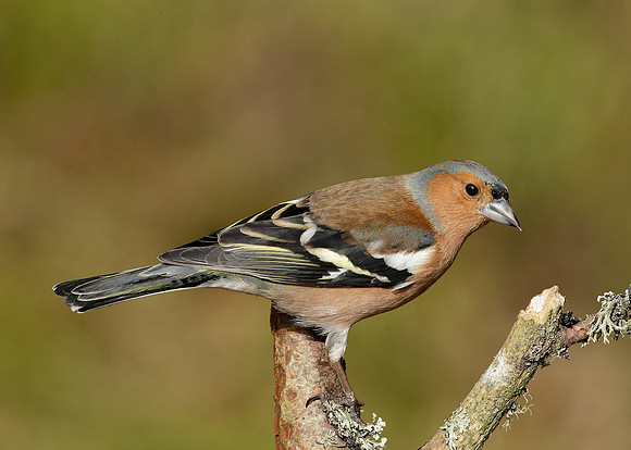 Chaffinch Fringilla coelebs