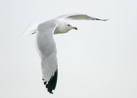 Ring-billed Gull Larus delawarensis