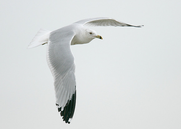 Ring-billed Gull Larus delawarensis