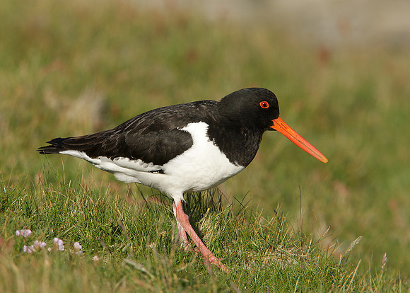 Oystercatcher Haematopus ostralegus