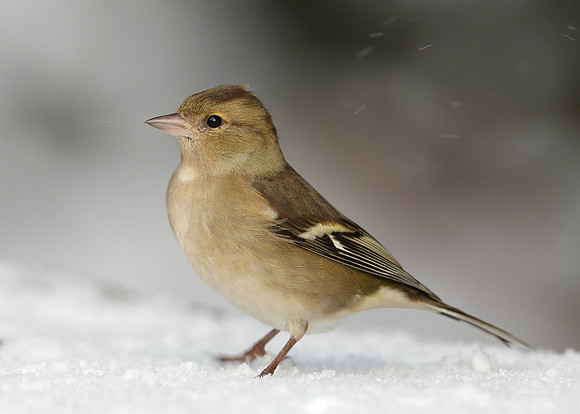 Chaffinch Fringilla coelebs
