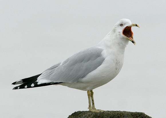 Ring-billed Gull Larus delawarensis