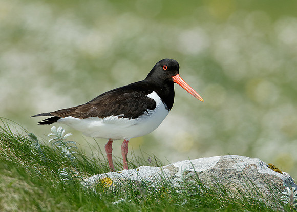 Oystercatcher Haematopus ostralegus