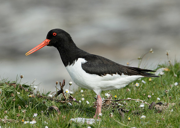 Oystercatcher Haematopus ostralegus