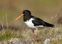 Oystercatcher Haematopus ostralegus