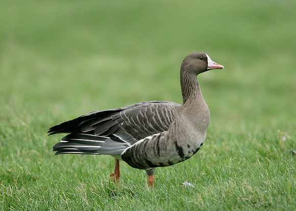 White-fronted Goose Anser albifrons