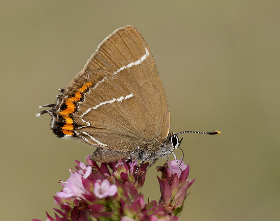 White-letter Hairstreak Satyrium w-album