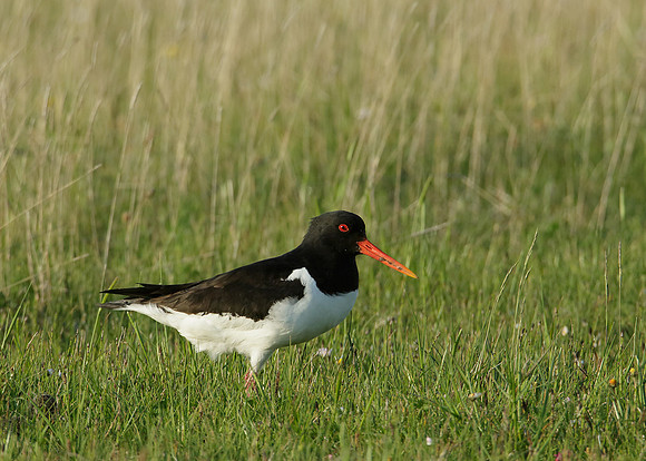 Oystercatcher Haematopus ostralegus