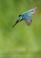 Kingfisher Alcedo atthis