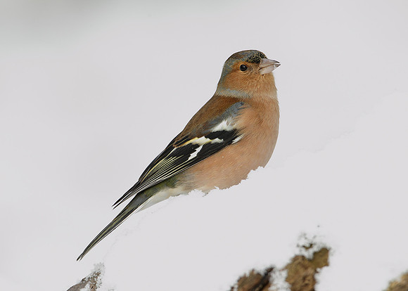 Chaffinch Fringilla coelebs