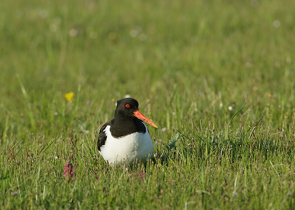 Oystercatcher Haematopus ostralegus