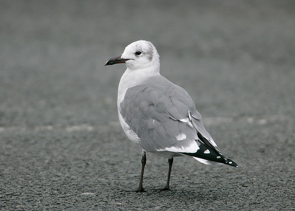 Laughing Gull Larus atricilla