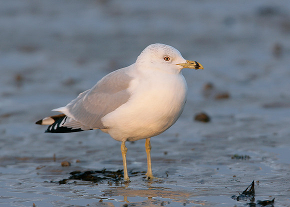 Ring-billed Gull Larus delawarensis