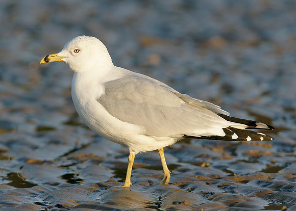 Ring-billed Gull Larus delawarensis