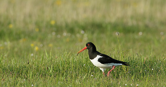 Oystercatcher Haematopus ostralegus