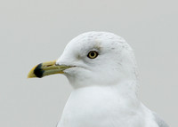 Ring-billed Gull Larus delawarensis