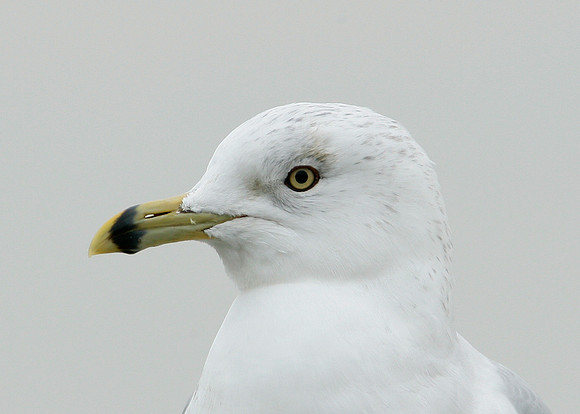 Ring-billed Gull Larus delawarensis
