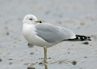 Ring-billed Gull Larus delawarensis