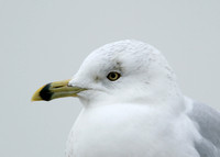 Ring-billed Gull Larus delawarensis