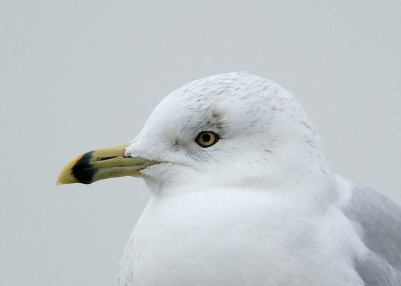 Ring-billed Gull Larus delawarensis