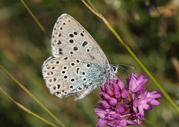 Large Blue Maculinea arion