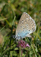 Large Blue Maculinea arion