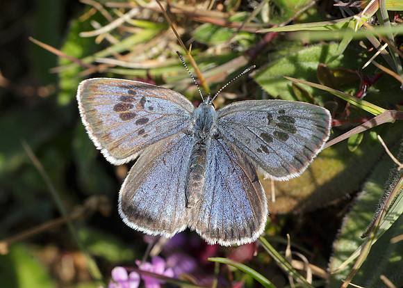 Large Blue Maculinea arion