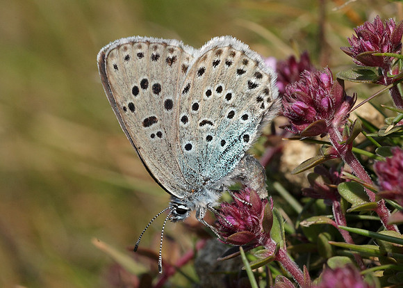 Large Blue Maculinea arion