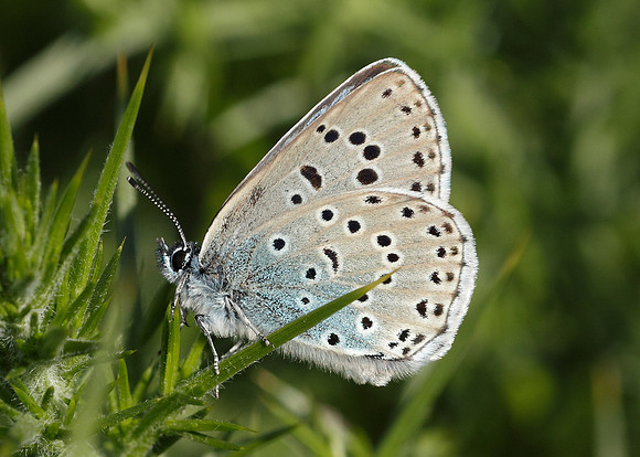 Large Blue Maculinea arion